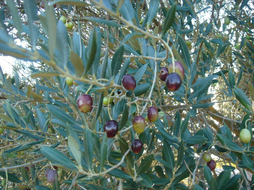 בית הארחה נרבון 	Mas Du Soleilla מראה חיצוני תמונה